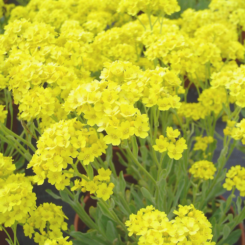 Visuel 1 du produit Alyssum Saxatile. Le pot de 10,5 cm