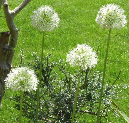 Visuel 1 du produit Allium Mount Everest. Le pot de 3 litres