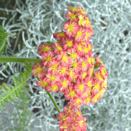 Visuel 1 du produit Achillea Millefolium variété Desert Eve. Le pot de 2 litres