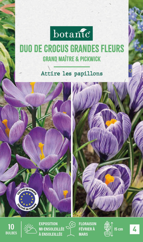 Visuel 1 du produit Duo crocus en mélange coloris violet botanic® - 10 bulbes