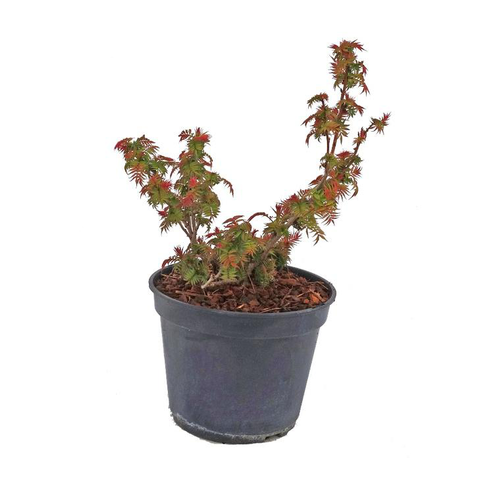Visuel 1 du produit Sorbaria Sorbifolia Pink Hopi. Le pot de 5 litres