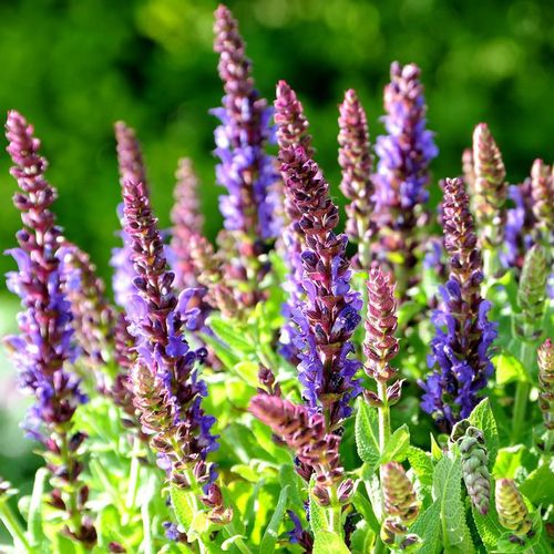 Visuel 1 du produit Sauge des bois bleue Salvia sensation. Le pot de 2 litres