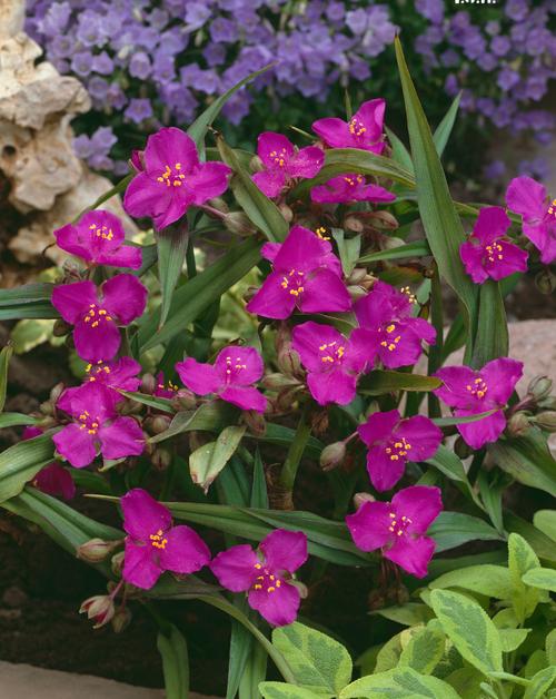 Visuel 1 du produit Éphémère De Virginie ‘Karminglut’ - Le pot de 2 litres