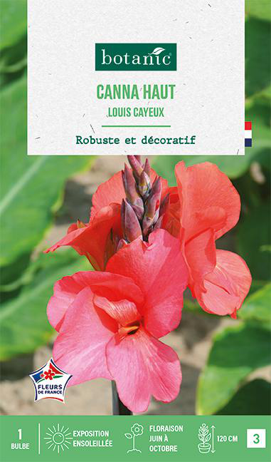 Visuel 1 du produit Bulbe de fleurs Canna Louis Cayeux botanic® - 1 bulbe