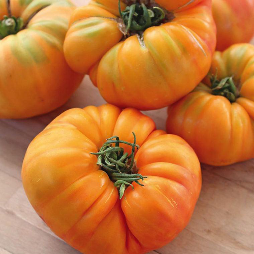 Visuel 1 du produit Tomate Côtelee Ananas Bio. La barquette de 3 plants