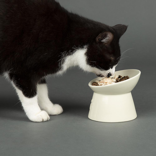 Visuel 3 du produit Gamelle surélevée pour chat Scruffs coloris beige