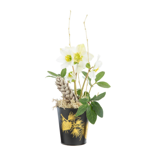 Visuel 1 du produit Hellébore en pot zinc noir - Ø 10,5 cm