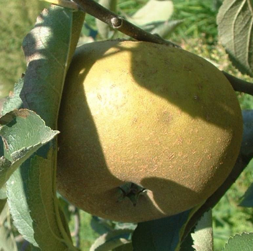 Visuel 1 du produit Pommier Reinette Grise Du Canada. Le pot de 20 litres, forme palmette U double