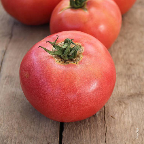 Visuel 1 du produit Tomate ronde Rose De Berne bio. Le pot de 10,5 cm