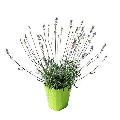 Visuel 1 du produit Lavande Little Lady. Le pot de 4 litres