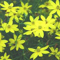 Visuel 1 du produit Coréopsis Verticillata - Le pot de 3 litres