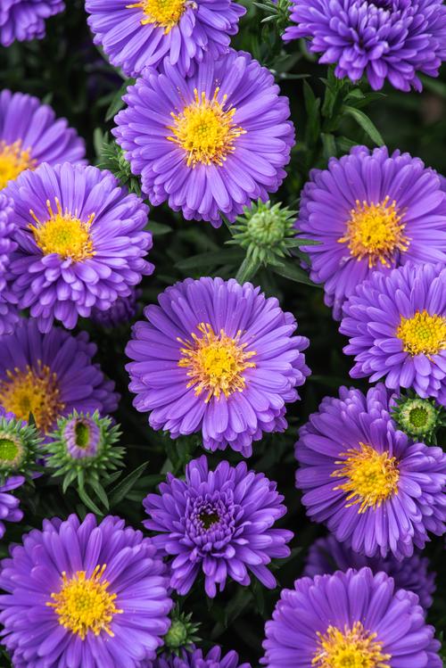 Visuel 1 du produit Aster nain AZURIT - Le pot de 2 litres