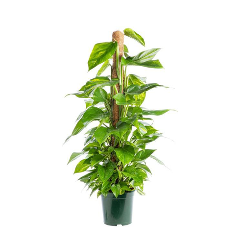 Visuel 1 du produit Pothos Aureus pot Ø19xH100 cm