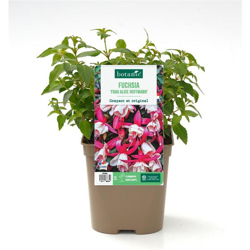 Visuel 1 du produit Fuchsia ‘Frau Alice Hoffman’ - Le pot de 2 litres