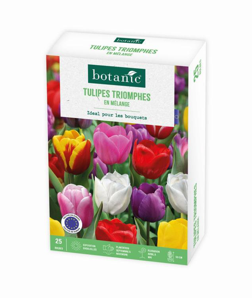 Visuel 1 du produit Tulipe triomphe en mélange botanic® - 25 bulbes