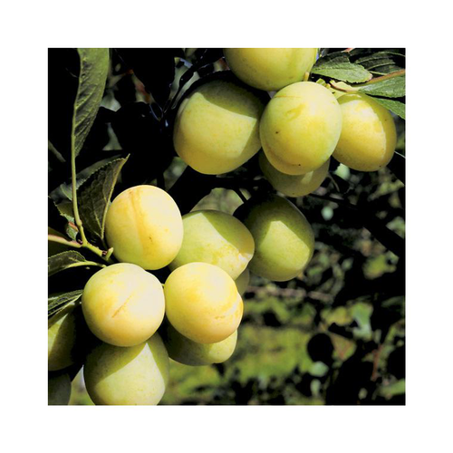 Visuel 1 du produit Prunier Reine Claude Dorée Bio. Le pot de 12 litres, forme gobelet