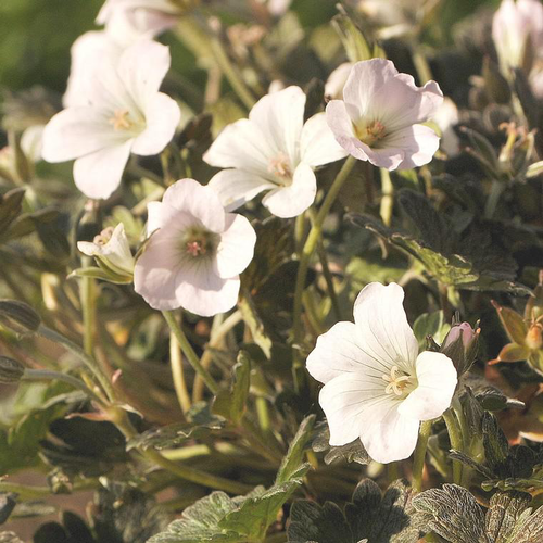 Visuel 1 du produit Géranium vivace rothbury red blanc en pot de 2 L