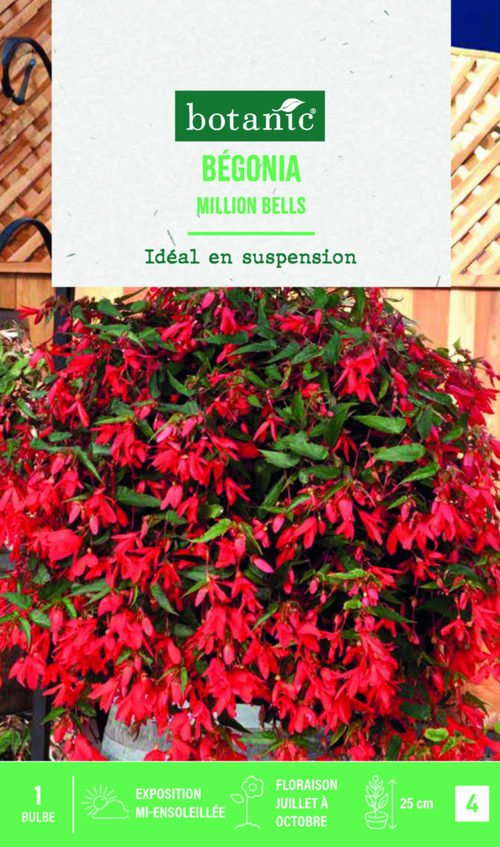 Visuel 1 du produit Bulbe de fleurs Bégonia boliviensis million bells botanic® - 1 bulbe