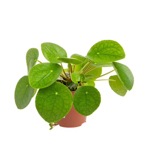 Visuel 1 du produit Pilea (plante à monnaie chinoise) vert. Le pot Ø 18 cm
