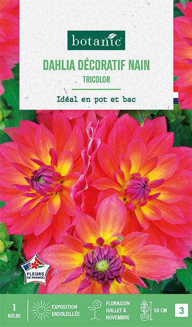 Visuel 1 du produit Bulbe de fleurs Dalhia décoratif nain Tricolor botanic® - 1 bulbe