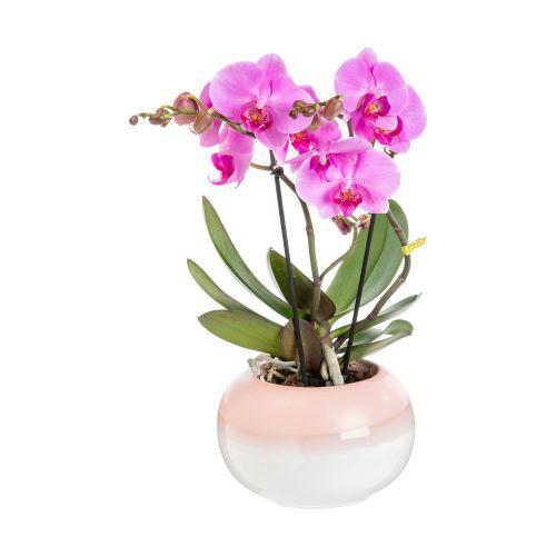 Visuel 2 du produit Orchidée Phalaenopsis Tablo 2 branches avec cache-pot botanic® - Ø 12 cm