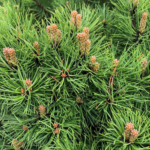 Visuel 1 du produit Pin noir nain (Pinus Nigra) Marie Bregeon. Le pot de 3 litres