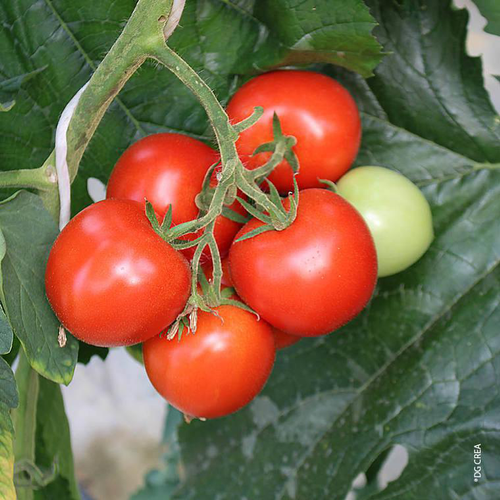 Visuel 1 du produit Tomate Grappe Premio. La barquette de 4 plants