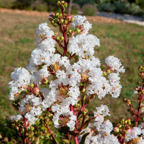 Visuel 1 du produit Lagerstroemia Indica White Love Virgin. Le pot de 4 litres