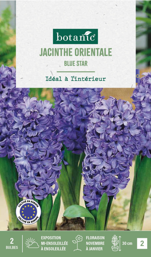 Visuel 1 du produit Jacinthe intérieur blue star botanic® - 2 bulbes