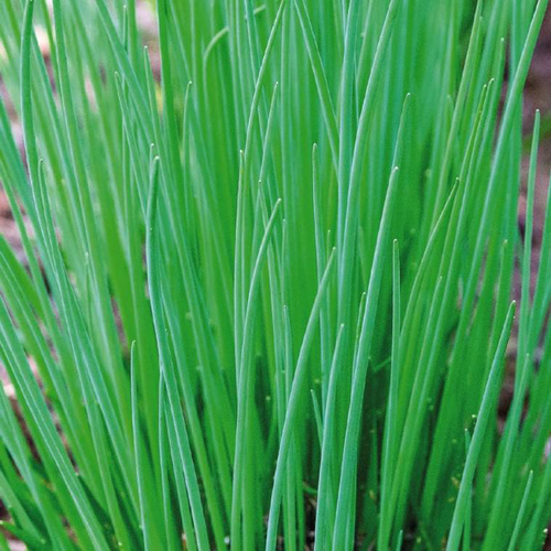 Visuel 1 du produit Ciboulette Bio. Le pot de 9x9 cm