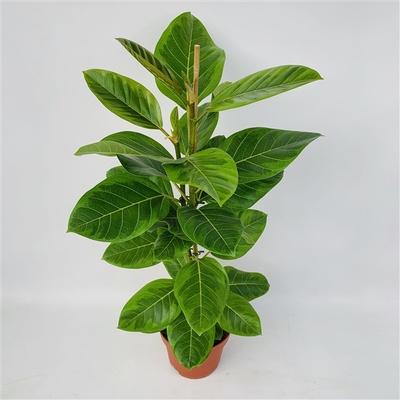 Visuel 1 du produit Ficus Altissima. Le pot de Ø 21 x H 90 cm