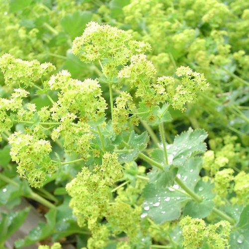 Visuel 1 du produit Alchémille (Alchemilla mollis ou Manteau de Notre-Dame) à fleurs jaunes - Le pot de 9 x 9 cm
