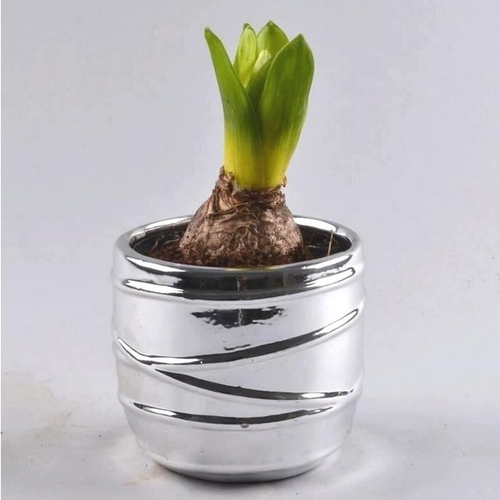 Visuel 1 du produit Jacinthe en pot décoratif. La composition de 10 cm