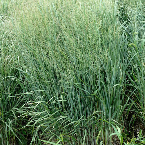 Visuel 1 du produit Panicum Raide 'Heavy Metal' - Le pot de 4 litres