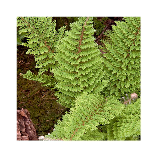 Visuel 1 du produit Polystichum plumosum en pot de 3 litres