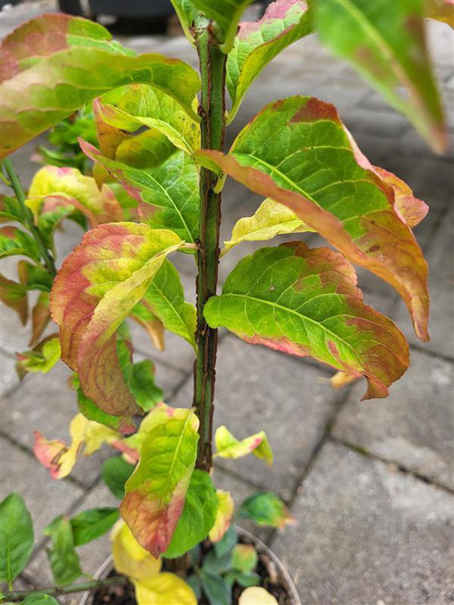 Visuel 3 du produit Euonymus europaeus coloris rouge – 3 L