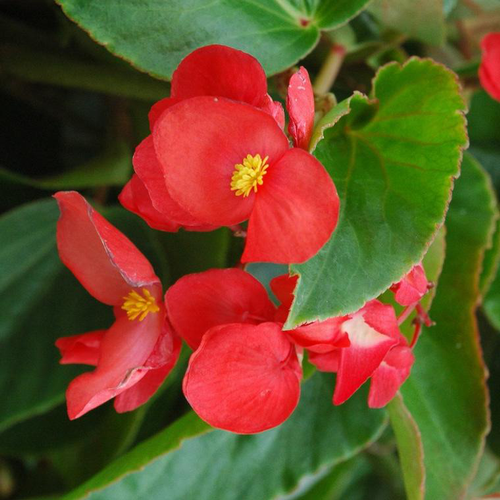 Visuel 1 du produit Bégonia Dragon Wing à fleurs rouges - Le pot de 1 litre