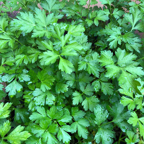 Visuel 1 du produit Persil Commun Dit Plat Bio. La barquette de 6 plants