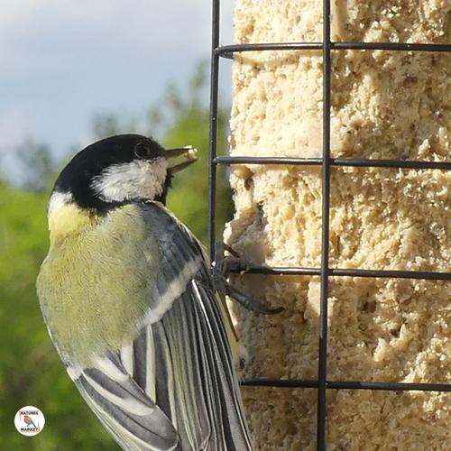 Mangeoire à Oiseaux Suspendue – 40 X 25 Cm, Filet Anti-Écureuils, Toit Protecteur – Pour Jardin, Observation Des Oiseaux