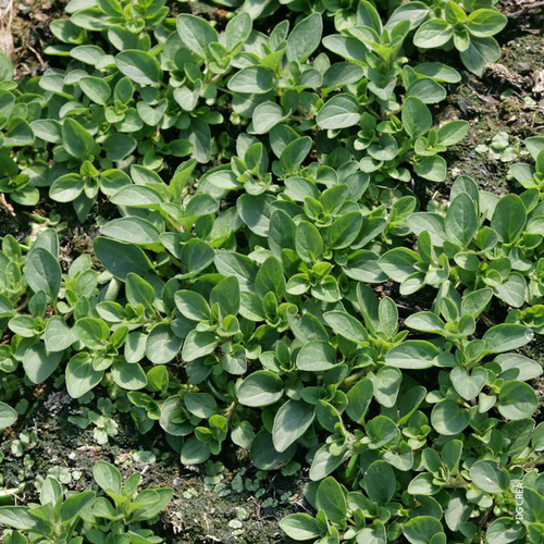 Visuel 1 du produit Origan Bio. Le pot de 1 litre