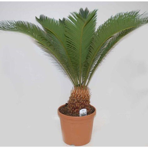 Visuel 1 du produit Cycas Revoluta. Le pot couleur de 3 litres