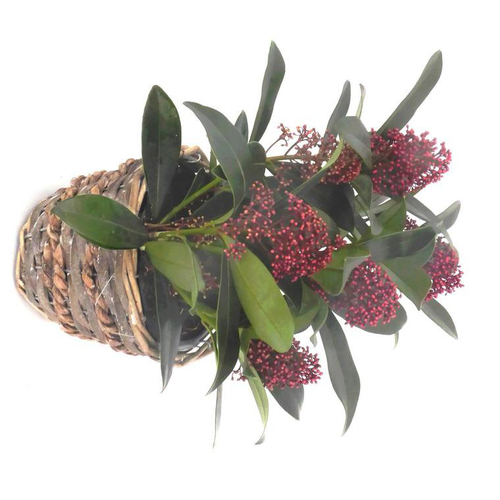 Visuel 1 du produit Skimmia - Le panier déco