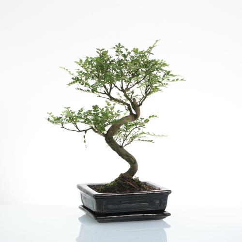 Visuel 1 du produit Bonsaï poivrier botanic® taille 5,5. Le pot