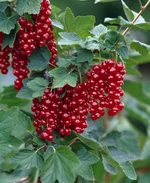 Visuel 1 du produit Groseillier London Market bio. Le pot de 1 litre