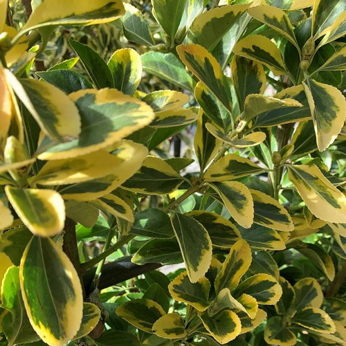 Visuel 1 du produit Fusain du Japon Elegant Aureus espalier 90x120 cm. Le pot de 45 litres