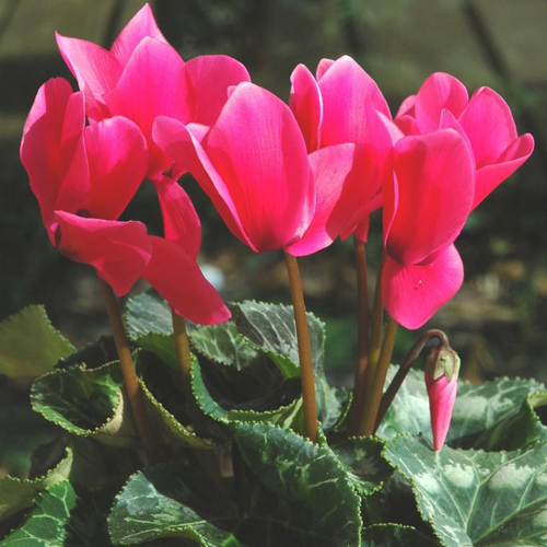 Visuel 1 du produit Cyclamen à fleurs multicolores - La coupe Ø 26 cm