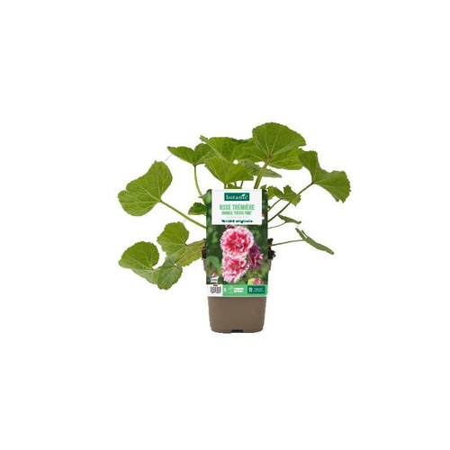 Visuel 1 du produit Rose trémière double ‘Fiesta Time’ - Le pot de 1 litre