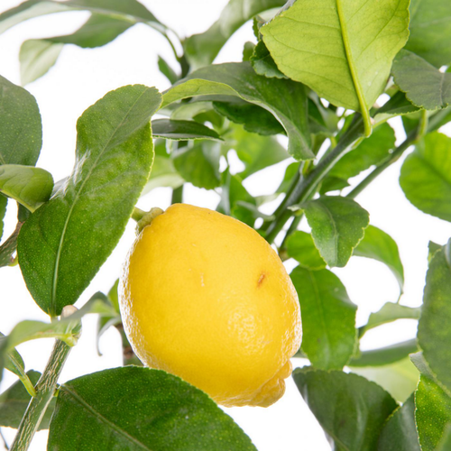 Visuel 2 du produit Citronnier carrubaro - en pot de 5 L