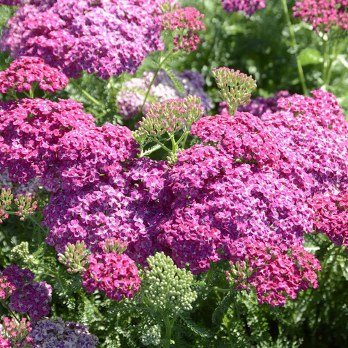 Visuel 1 du produit Achillée saucy seduction rose en pot de 2 L