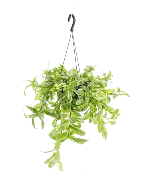 Visuel 1 du produit Tradescantia Ivory Hill (Misère) blanc. La suspension Ø 12 cm